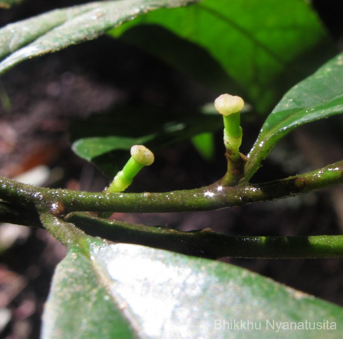 Gomphandra tetrandra (Wall.) Sleumer